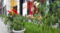 尚都广场惊现城市农场,